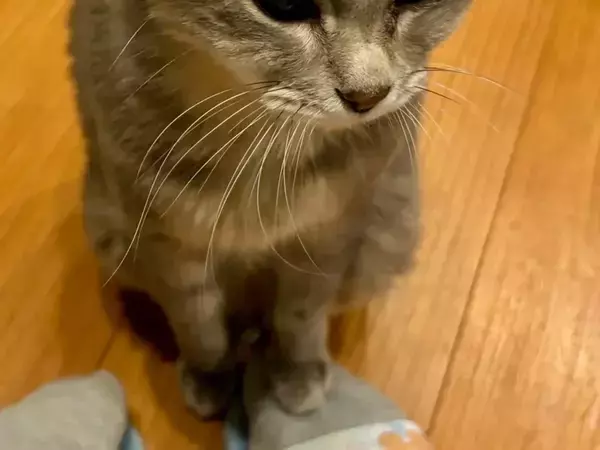 16歳のおじいちゃん猫の『控え目アピール』が話題　抱っこしてほしい時は？