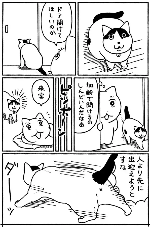 飼い主にワガママな猫　意外なギャップを感じる、客に見せる姿が？