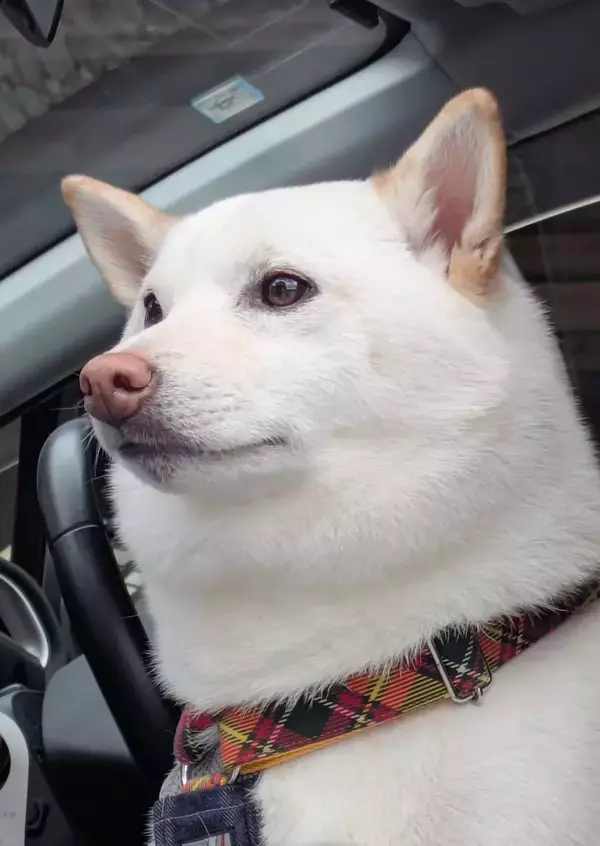 ドッグランに行くと思った柴犬、病院に着くと？　「澄んだ瞳をしている」「虚無の顔」