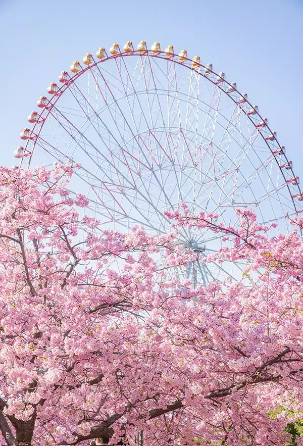 公園にある桜色の観覧車　その下を見ると？「今すぐ見に行きたい」「思わず声が出た」