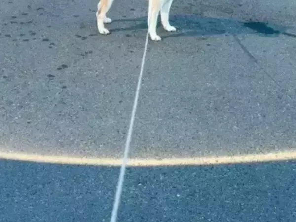 散歩中にパワーチャージする柴犬　謎の光に包まれた1枚に「とんでもないパワーだ…」