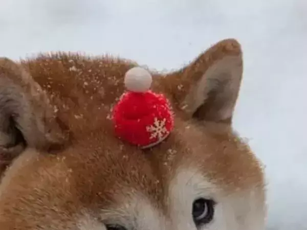 冬毛で片目が極小になった柴犬　気にしていない様子に「寝起きみたい」「見えてるの？」