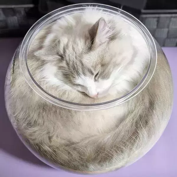 ガラス容器に収まった猫に『1万いいね』　カフェラテのような姿に「おかわりいただけます？」