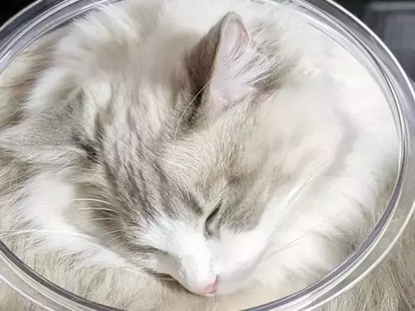 ガラス容器に収まった猫に『1万いいね』　カフェラテのような姿に「おかわりいただけます？」