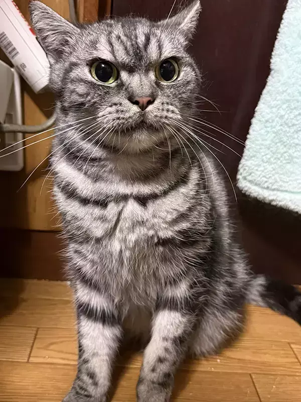 ブラッシングが嫌いな猫　リアクションに「絵に描いたような絶許」「静まりたまえ！」