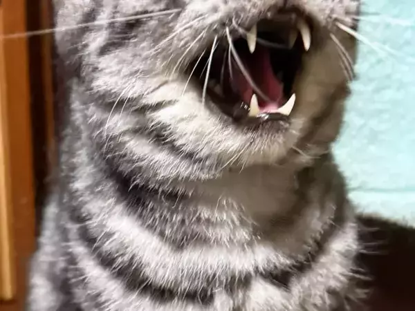 ブラッシングが嫌いな猫　リアクションに「絵に描いたような絶許」「静まりたまえ！」