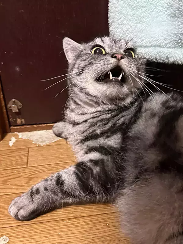 ブラッシングが嫌いな猫　リアクションに「絵に描いたような絶許」「静まりたまえ！」