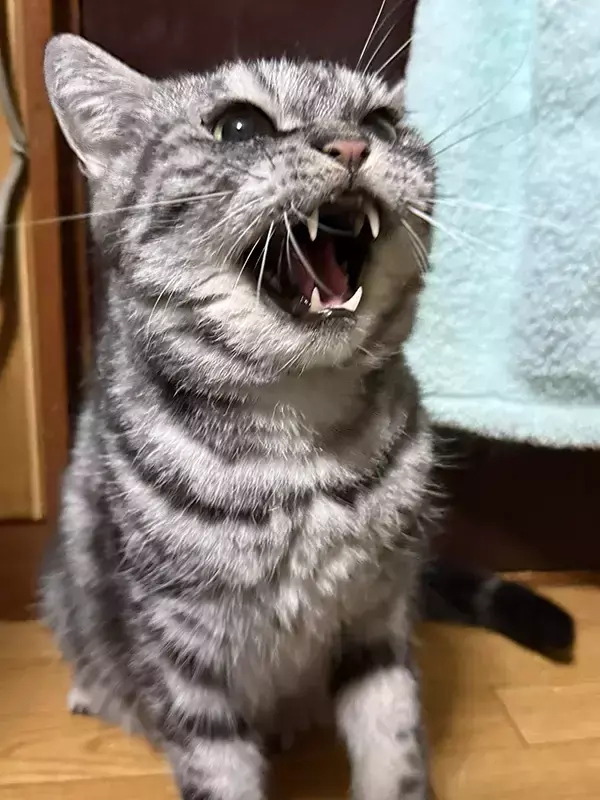 ブラッシングが嫌いな猫　リアクションに「絵に描いたような絶許」「静まりたまえ！」