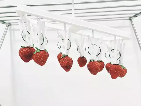 満員で予約できないイチゴ狩り　2児の母がとった行動に「発想が天才！」「これが親の愛か」