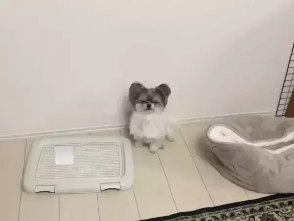 壁際に座って説教を受ける愛犬　全く響いていない正直すぎる表情がコチラ