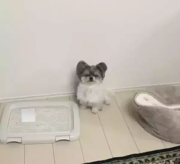 壁際に座って説教を受ける愛犬　全く響いていない正直すぎる表情がコチラ