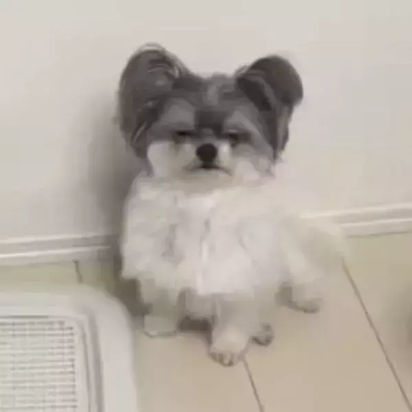 壁際に座って説教を受ける愛犬　全く響いていない正直すぎる表情がコチラ