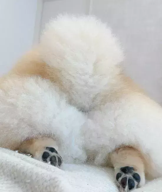 目の前に広がる愛犬の『もふもふ』　ソファでの1枚に「控えめに言って最高」「ぬいぐるみみたい」