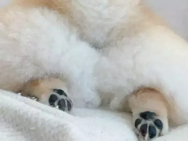 目の前に広がる愛犬の『もふもふ』　ソファでの1枚に「控えめに言って最高」「ぬいぐるみみたい」