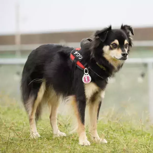 「最終形態はどうなるんだろう」　話題を集めたチワワの姿に「これが！？」「中間進化してる」