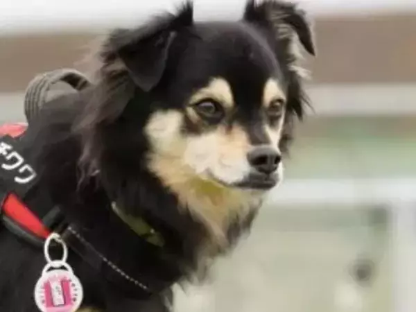 「最終形態はどうなるんだろう」　話題を集めたチワワの姿に「これが！？」「中間進化してる」