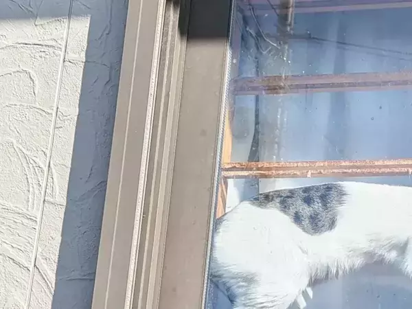 ゴミ出しから戻ってきた女性　目に飛び込んできた光景が？「通行人なら二度見する」「上級者だな」