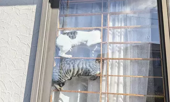 ゴミ出しから戻ってきた女性　目に飛び込んできた光景が？「通行人なら二度見する」「上級者だな」