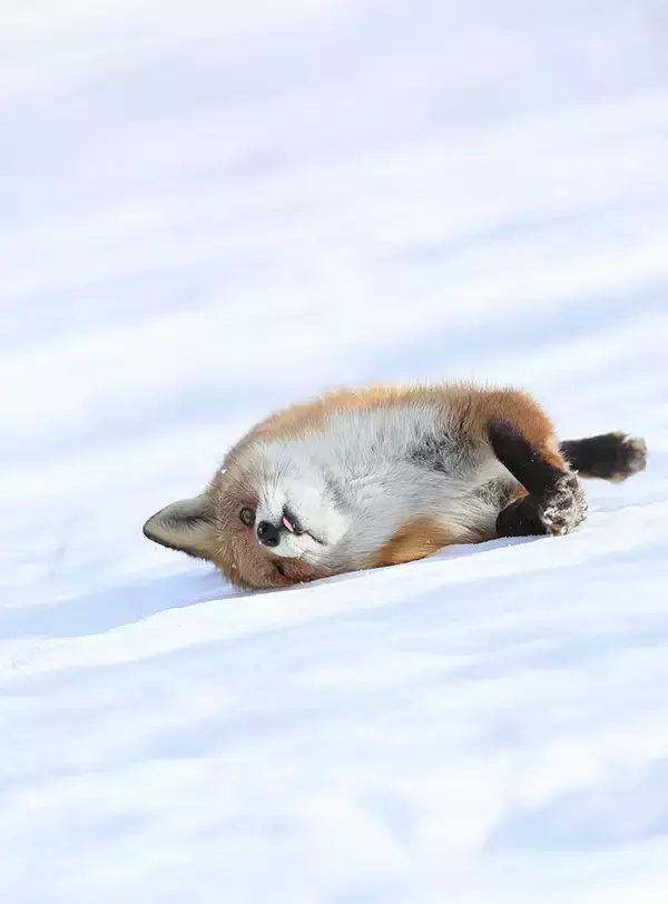 シマエナガを見失った写真家　代わりに撮影した1枚に「これは仕方ない」「自分なら連写しちゃう」