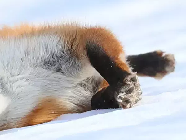 シマエナガを見失った写真家　代わりに撮影した1枚に「これは仕方ない」「自分なら連写しちゃう」