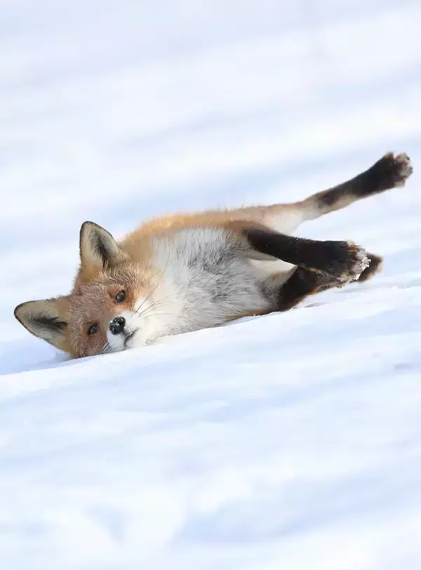 シマエナガを見失った写真家　代わりに撮影した1枚に「これは仕方ない」「自分なら連写しちゃう」