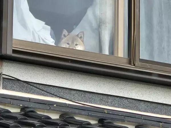 外出して振り返ると？　見守る家族に「かわいすぎ」「一緒に行きたかったんだろうな」