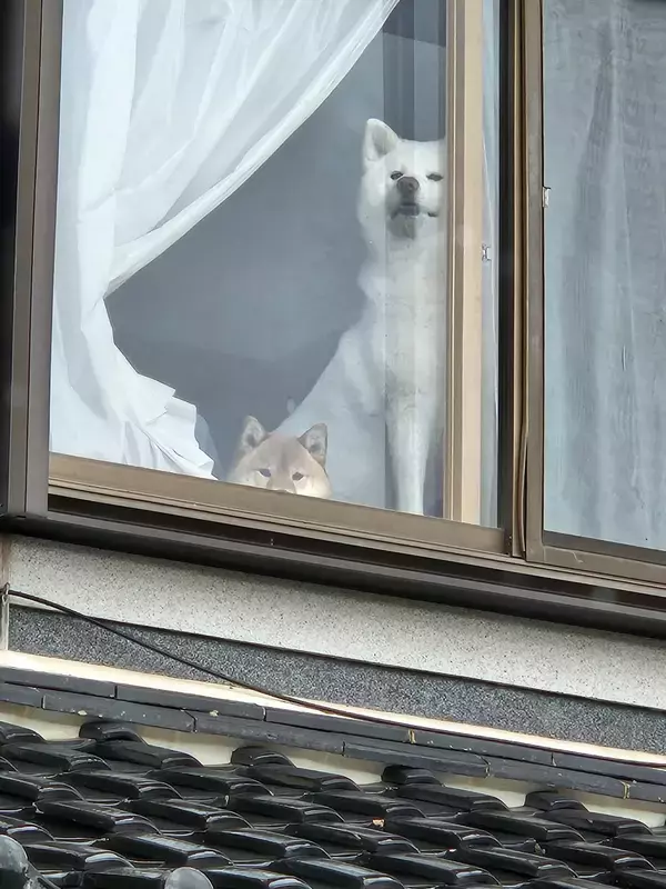 外出して振り返ると？　見守る家族に「かわいすぎ」「一緒に行きたかったんだろうな」