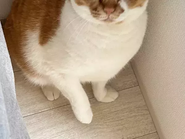 絶対、許サニャイ…　ブラッシング後の猫が？「信用貯金がゼロになった」