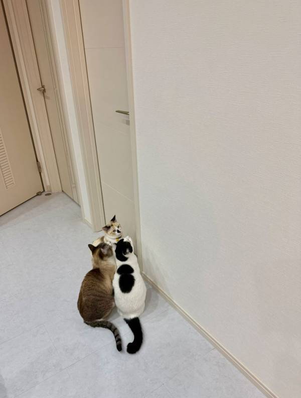 3匹が集まってきたのは？　猫のいる日常に「笑った」「なぜそんなところで」