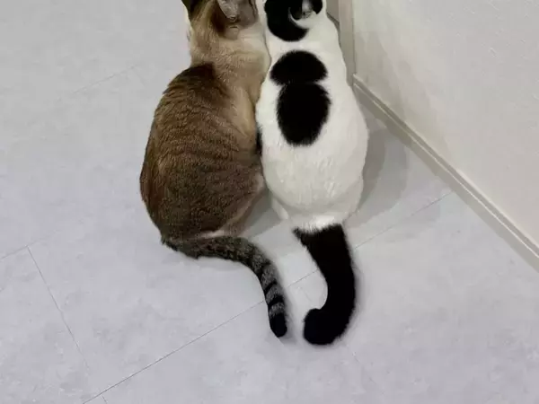 3匹が集まってきたのは？　猫のいる日常に「笑った」「なぜそんなところで」