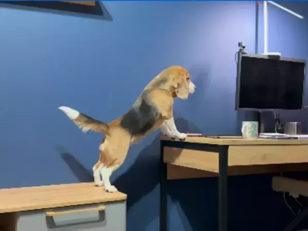 ビーグルが机から机への『全力ジャンプ』に挑戦！　思わぬ展開に「かわいすぎる」