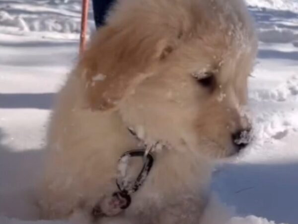 初めて雪を見た子犬　選んだ『リアクション』が？「突っ込み方に爆笑した」