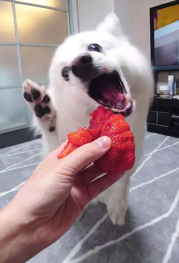 いちごが大好物な犬　『あまおう』を見ると？「いいリアクション」「かわいすぎ」