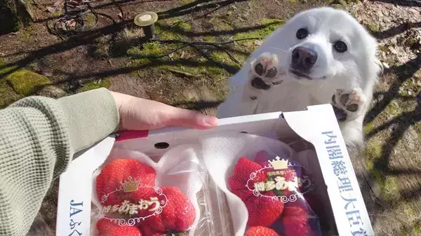 いちごが大好物な犬　『あまおう』を見ると？「いいリアクション」「かわいすぎ」