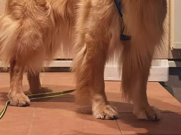 いい感じの枝を拾った犬　見せた表情に「まるで絵画モデル」「伝説のポケモンみたい」