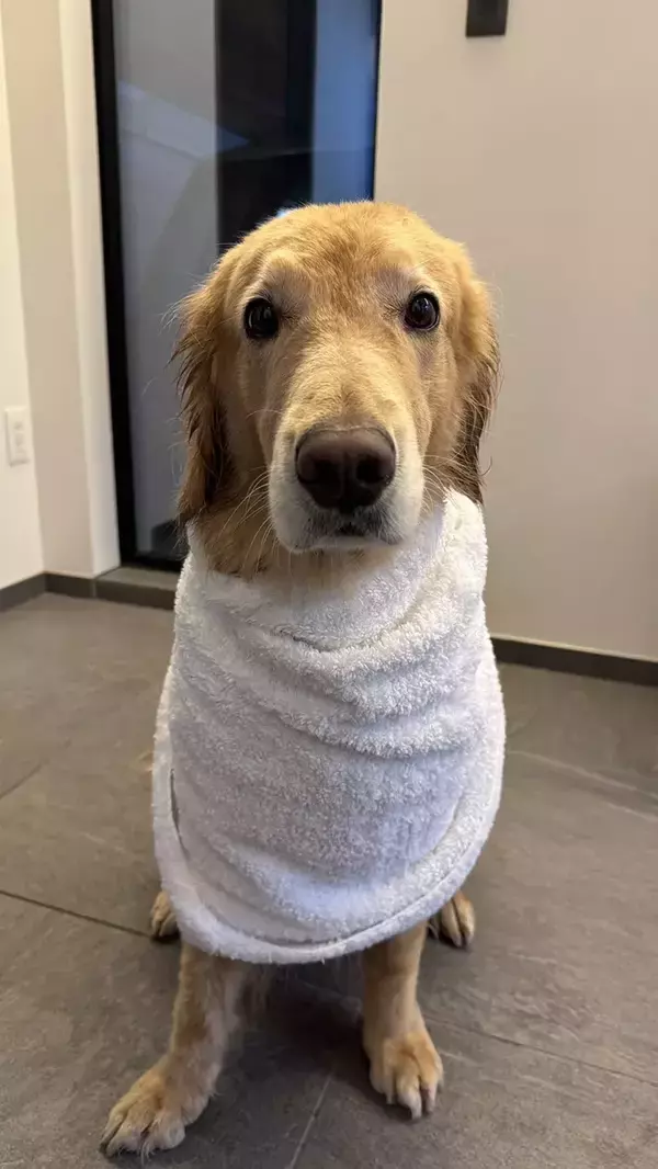 「聞いてないんだが」　お風呂に入れられた犬の表情に「笑った」「ザ・不本意って顔」