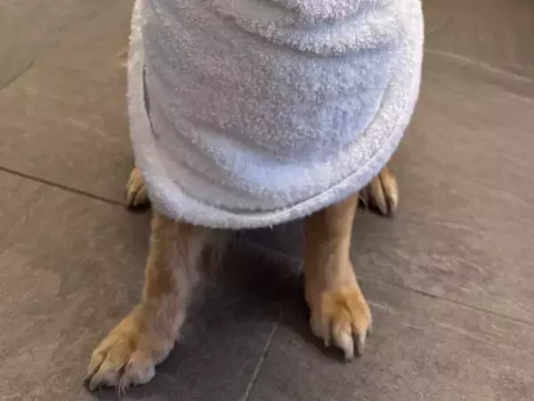 「聞いてないんだが」　お風呂に入れられた犬の表情に「笑った」「ザ・不本意って顔」