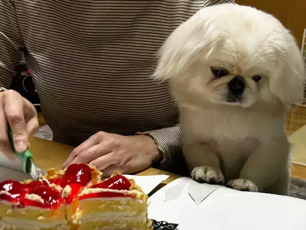 犬の前でケーキを切り分け　飼い主がふと横を見ると？「そっち！？」「賢さにお手上げ」