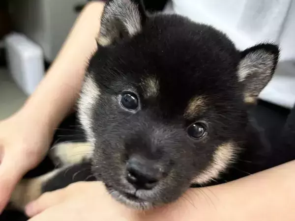 『おこげ』と名付けられた柴犬　数年後の姿に「別犬かな」「どこに行っちゃったの！？」