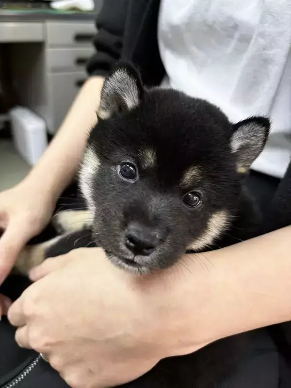 『おこげ』と名付けられた柴犬　数年後の姿に「別犬かな」「どこに行っちゃったの！？」