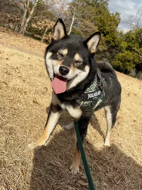 『おこげ』と名付けられた柴犬　数年後の姿に「別犬かな」「どこに行っちゃったの！？」