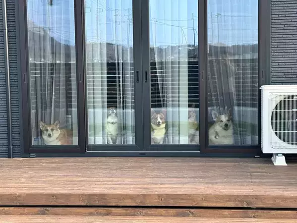 「圧が強すぎる…」　視線を感じて振り返ると、５匹が？「かわいすぎ」「自販機みたい」