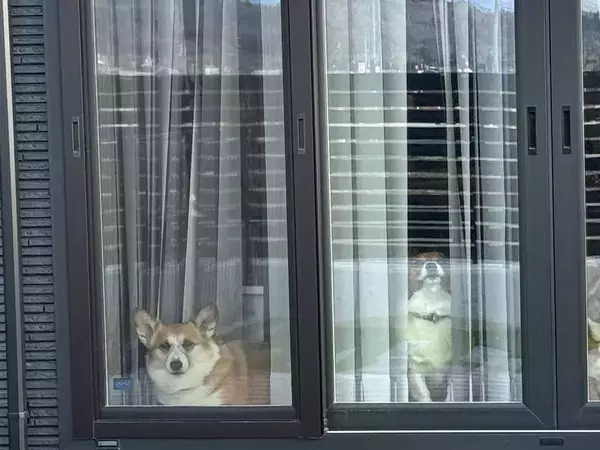 「圧が強すぎる…」　視線を感じて振り返ると、５匹が？「かわいすぎ」「自販機みたい」