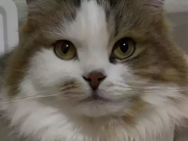 「縮尺おかしくない？」　透明なケースに入った猫が？「一瞬目がおかしいかと」「じわじわくる