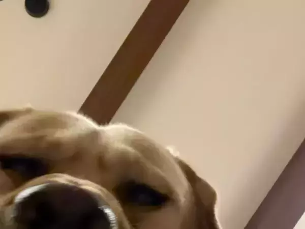 顔面にボールを落として「遊べ」と迫る犬　渋すぎる表情に笑いが止まらない