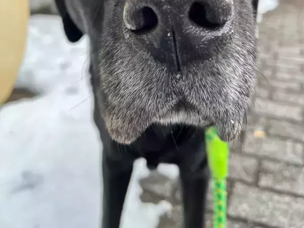 まだ散歩したかった犬　飼い主に「もう帰るよ」と言われて…？「吹き出した」「人間みたい」