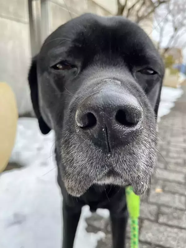 まだ散歩したかった犬　飼い主に「もう帰るよ」と言われて…？「吹き出した」「人間みたい」