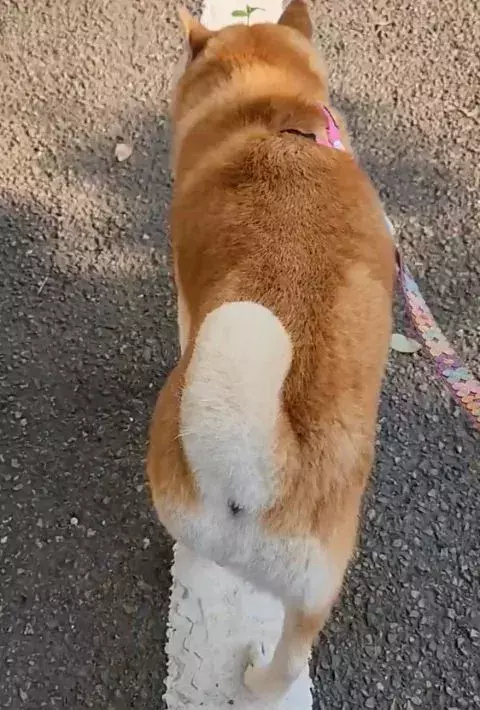 白線の上を器用に歩く柴犬　注目を集めた理由が…「四葉？」「プロペラ？」