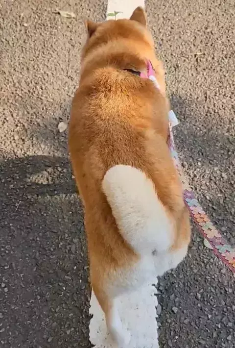 白線の上を器用に歩く柴犬　注目を集めた理由が…「四葉？」「プロペラ？」