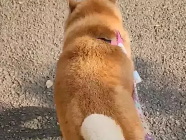 白線の上を器用に歩く柴犬　注目を集めた理由が…「四葉？」「プロペラ？」